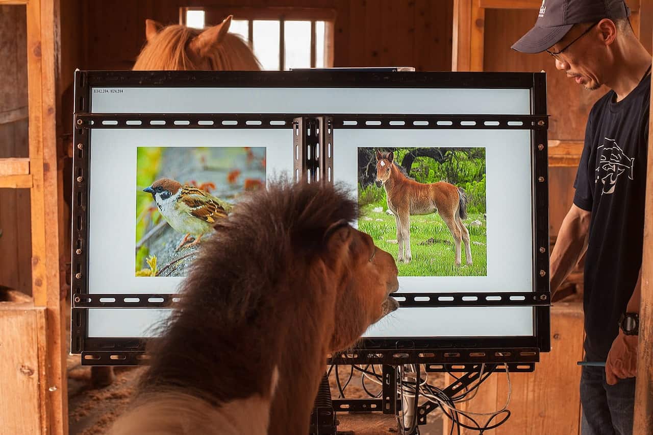 coscienza animale, intelligenza animale