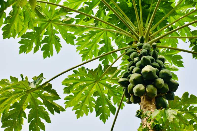 frutta verdura