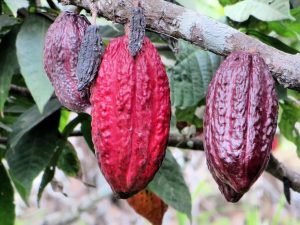 Come si fa il cioccolato? I frutti del cacao