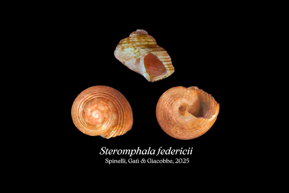 scoperta nuova specie mediterraneo steromphala federicii
