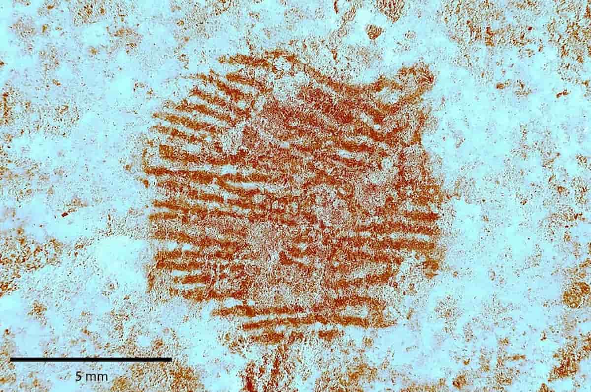 impronta digitale neanderthal