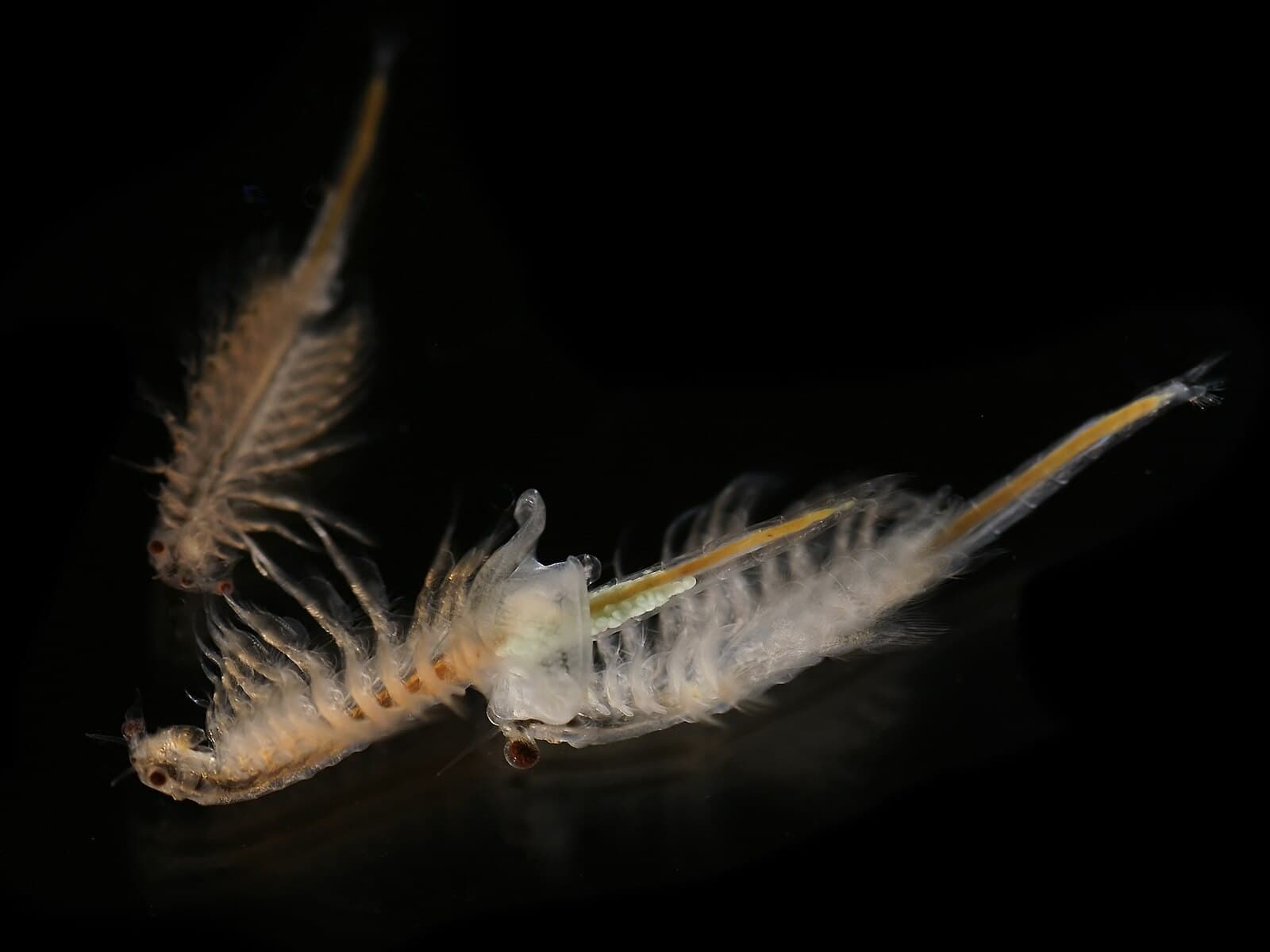 Artemia salina