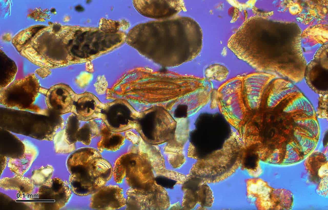 Foraminiferi